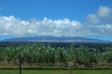 A quick glimpse of Mauna Kea on the road to Akaka Falls