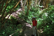 Bill on the Akaka Falls loop trail