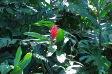 Hawaiian red ginger (Alpina purpurata)