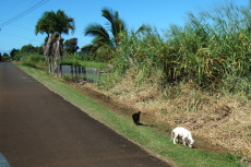 Stray puppies on Old Mamalahoa Highway