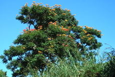 Royal Poinciana tree (Delonix regia)