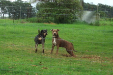 Two dogs pause their play check us out.