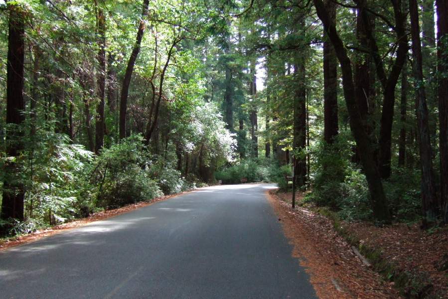 Returning to Portola State Park