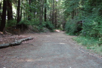 View eastbound on Old Haul Rd. of junction with connector trail to Portola State Park.