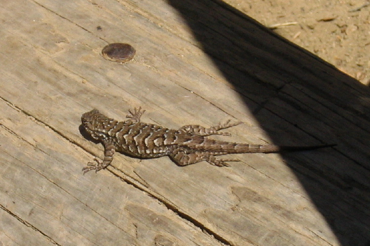 Lizard on a log.