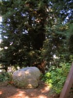 El Palo Alto redwood tree
