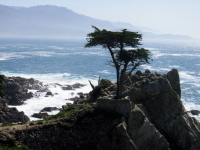 Lone Cypress on 17-Mile Drive. (2)