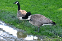 Canadian geese by the Monterey bike path. (2)
