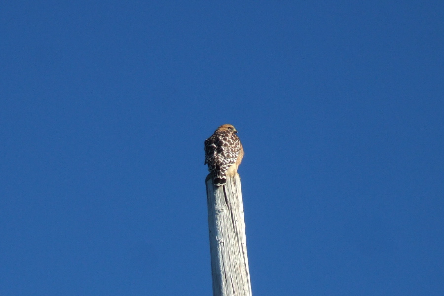 A young hawk enjoys the sun at the top of a pole.
