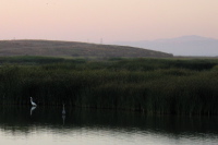 Great White and Blue Herons in the Renzel Wetlands, Palo Alto (2)