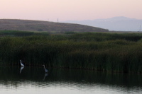Great White and Blue Herons in the Renzel Wetlands, Palo Alto (3)