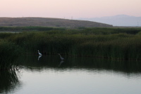 Great White and Blue Herons in the Renzel Wetlands, Palo Alto (4)