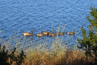 Canadian Geese (2)