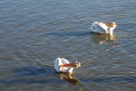 Synchronized Pelicans