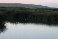 Great White and Blue Herons in the Renzel Wetlands, Palo Alto (1)