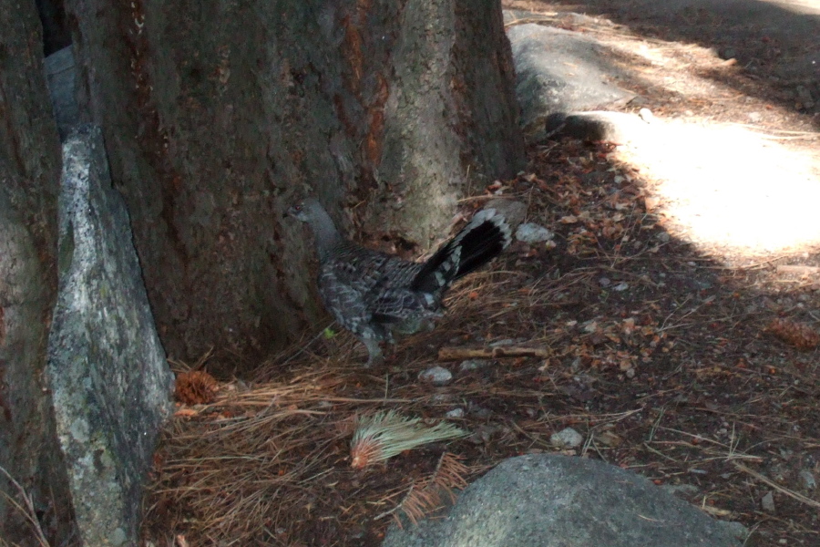 Grouse by the trail