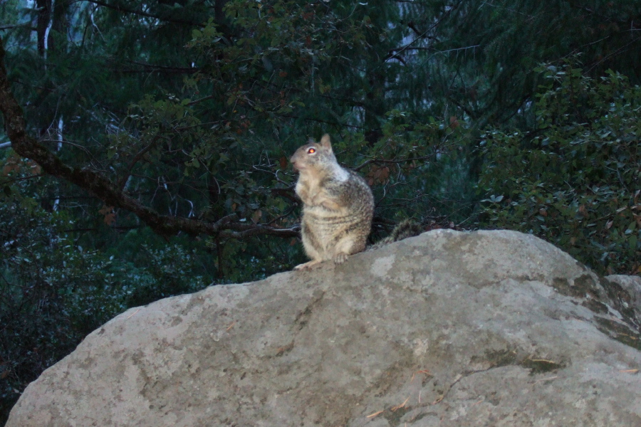 Squirrel atop a boulder