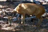 This mule deer seemed to enjoy my taking its photo while it munched dry twigs and needles, showing no signs of fright.