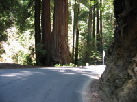 Old redwood tree on Alpine Rd. (600ft)