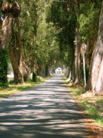 Stage Rd. passes through two rows of eucalyptus trees (140ft)