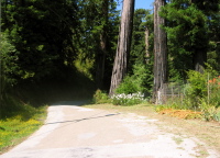 Tunitas Creek Rd., entering the forest (300ft)