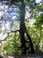 A Redwood and an Oak joined at the hip, Tunitas Creek Rd. (1840ft)