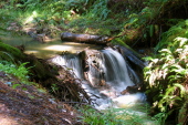 Fully-flowing Tunitas Creek