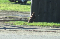 Hawk resting on the ground in the sun
