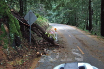 Another fallen tree on Alpine Road near Portola State Park Road