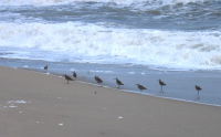 Birds at the surf (1)