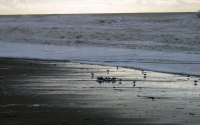 Sandpipers feeding at the surf
