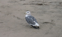An old seagull on the beach (2)