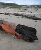 Large Driftwood