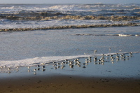 Sandpipers on the beach (1)