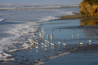 Sandpipers on the beach (2)