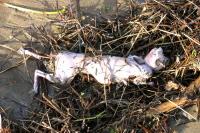 Hairless animal corpse found in the debris.