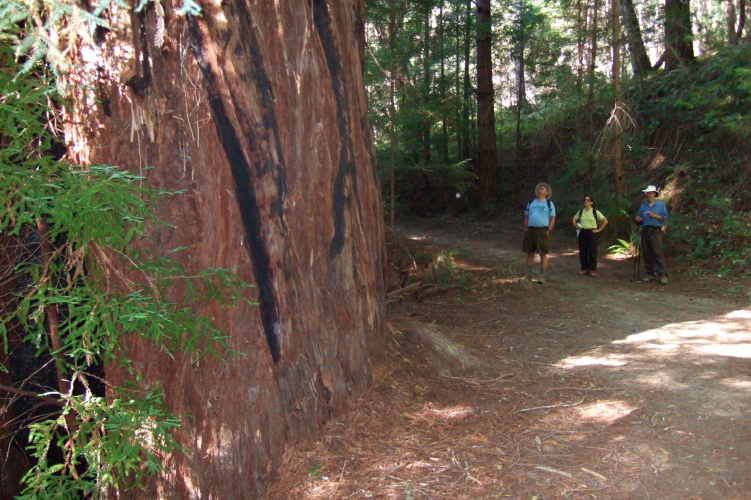 The Tarwater Tree dwarf's Ron, Stella, and Frank.