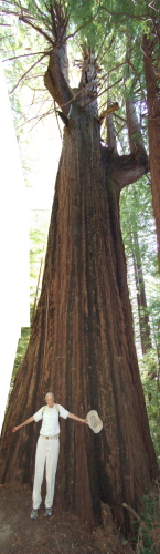 David models the Tarwater Tree.