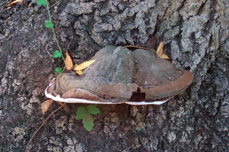Interesting fungus attached to an oak tree.