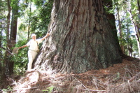 David models the base of an old-growth redwood on the Brook Trail Loop.