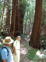 Pausing in a second-growth forest along the Canyon Trail.