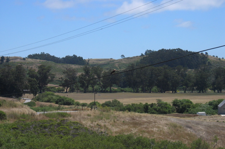 A hawk (perched on the wire at the center of the photo) awaits a meal.