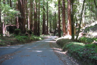 Lower part of Camp Pomponio Rd. descending through the redwoods.