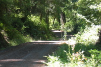 Bridge Trail rolls through the forest.