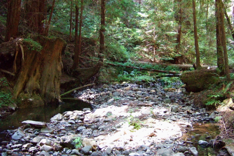 Looking back up Peters Creek.