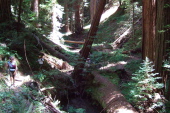 Hiking through downed old growth redwoods.