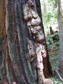Redwood burl on an old tree.