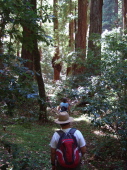 Nearing the bottom of the Peters Creek Grove.