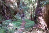 Peters Creek trail follows an old logging road.
