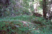 The old abandoned logging road continues up along Peters Creek.
